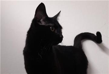 Katze "Night" ist abzugeben.