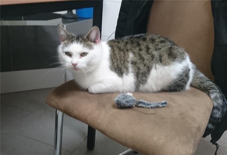 Katze „Streeti“ wurde am 11. Mai in Minstedt erschossen. Besitzerin und Pflegerin trauern um das zahme und kastrierte Tier.