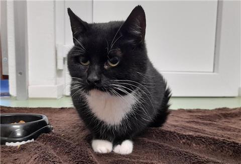 Katze Tatjana ist kontaktfreudig und genießt ihre Streicheleinheiten.