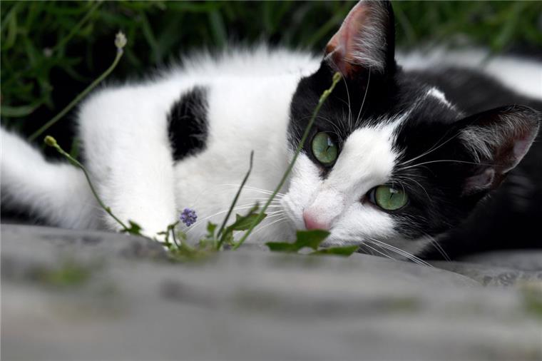 Katzen sind beliebte Haustiere, die gerne auch herumstreunen. Weil viele nicht kastriert sind, vermehren sich die Tiere zum Teil unkontrolliert.