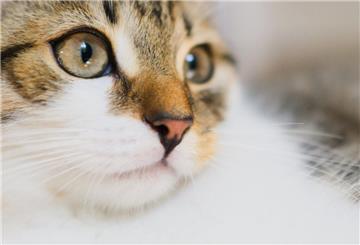 Katzen sind beliebte Haustiere und werden unter anderem für ihre Zuneigung geschätzt.