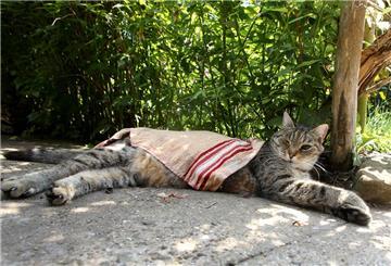 Katze im Schatten