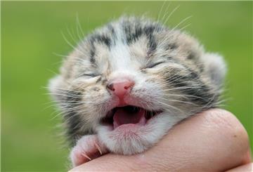 Tierheim Bergheim schockiert über Tierquälerei: Katzenbaby Milli mit schweren Verletzungen eingeliefert.