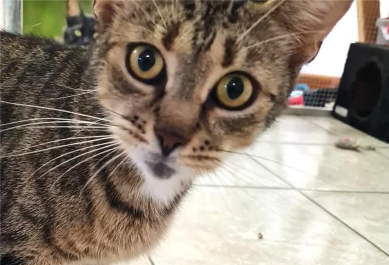 Die verkuschelte Diva sucht eine liebevolle Familie Katzendame Diva liebt es kuschlig.