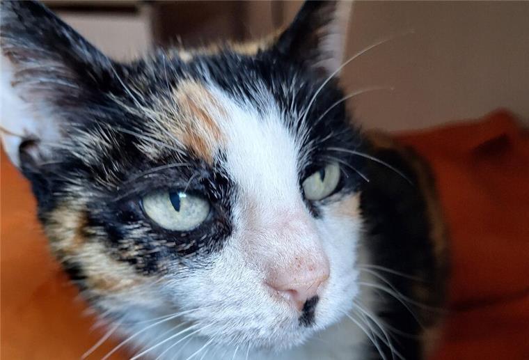 Katze