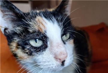 Katze