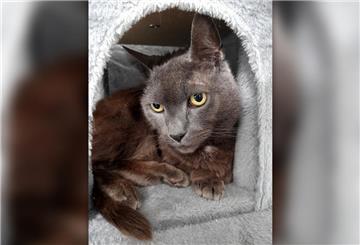 Katzenoma Santana ist mit ihren 20 Jahren sehr ruhig und genügsam. 