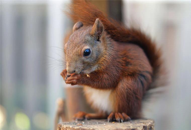ein eichhörnchen