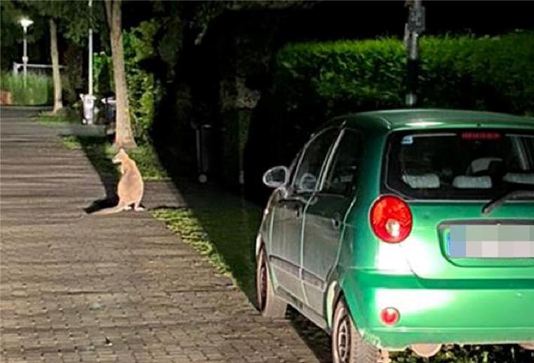 Delmenhorst: Flottes Känguru entwischt der Polizei Kaum zu erkennen: Hier entspannt sich das Känguru an einer Seitenstraße.