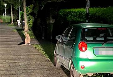 Kaum zu erkennen: Hier entspannt sich das Känguru an einer Seitenstraße.