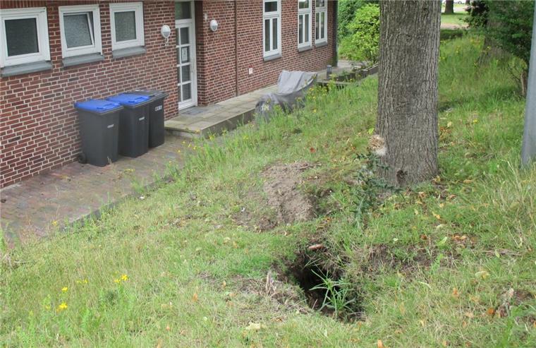 Kaum zu sehen zwischen Laub und Sträuchern: Jede Menge große Krater zerklüften die Böschung an der Van-Ronzelen-Straße. Wilde Kaninchen bauen dort ihre Höhlengänge.