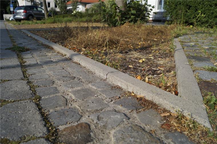 So schlimm sehen die Beete in Nordenham aus Kein schöner Anblick: die Beete in der Elisabethstraße in Nordenham.