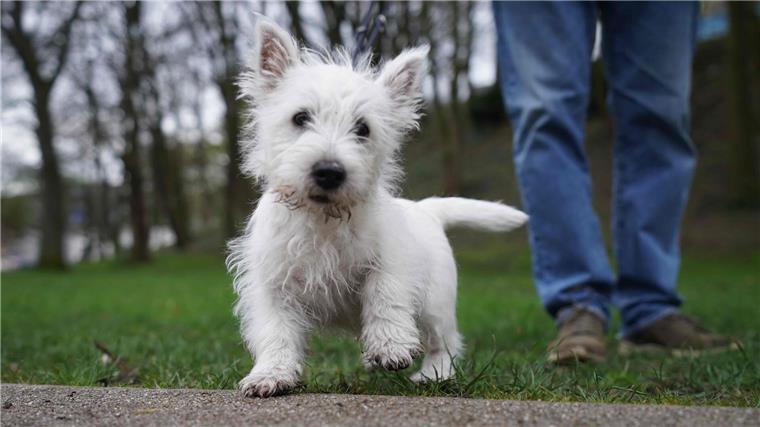 Eine Hundewiese für „Bellos“: In Langen gibt es die vorerst nicht