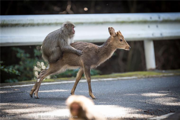 Keine Fotomontage: Ein Makaken-Männchen besteigt eine Sikahirsch-Kuh