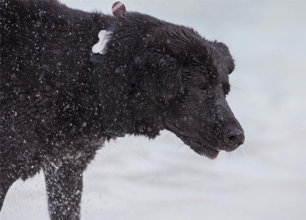 Keinen Schnee, sondern zigtausende Wassertropfen schüttelt sich dieser Vierbeine...