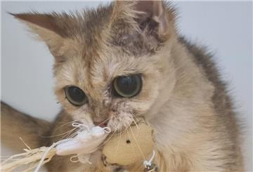 Eine Katze mit großen Augen. 