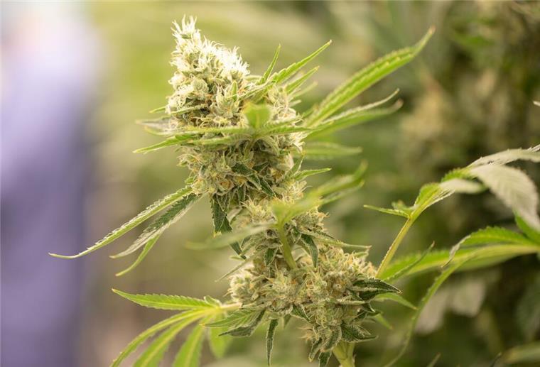Strenge Regeln für Cannabis-Clubs geplant Cannabispflanzen wachsen in einem Blüteraum eines Pharmaunternehmens.