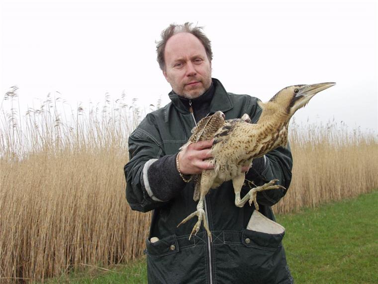 Klaus Meyer von der Wildtieraufzuchtstation Rastede wildert eine Rohrdommel aus.