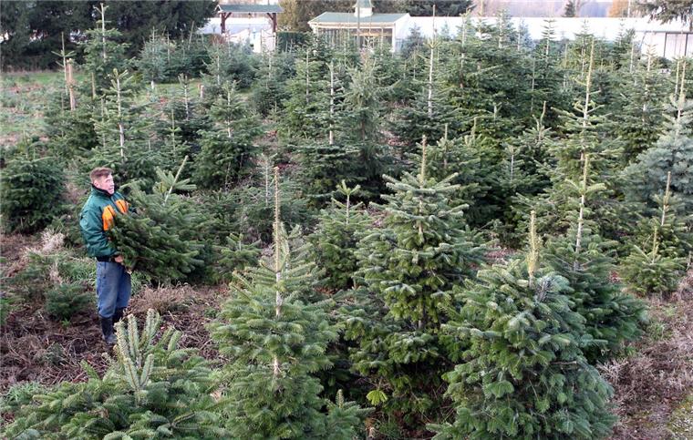 Trend: Kleiner Tannenbaum kommt groß raus Klein, aber fein: Beim Kauf der Weihnachtstanne bevorzugen die Deutschen eher einen kleinen Baum.