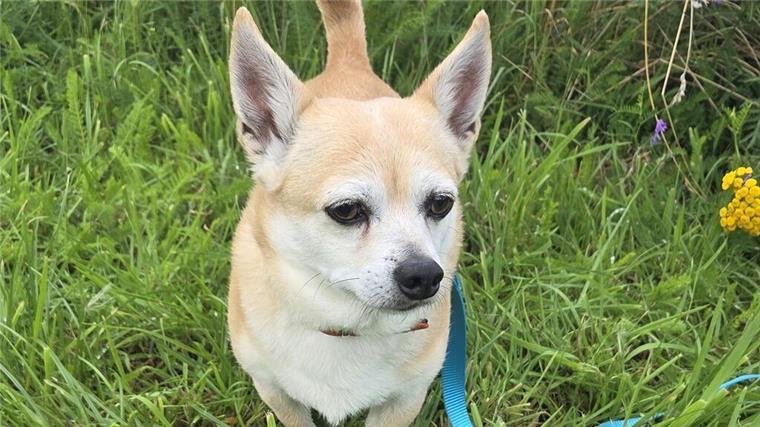 Der selbstbewusste Rüde Oscar sucht ein liebevolles Zuhause Der Hund Oscar steht auf einer Wiese.