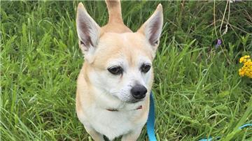 Der Hund Oscar steht auf einer Wiese.