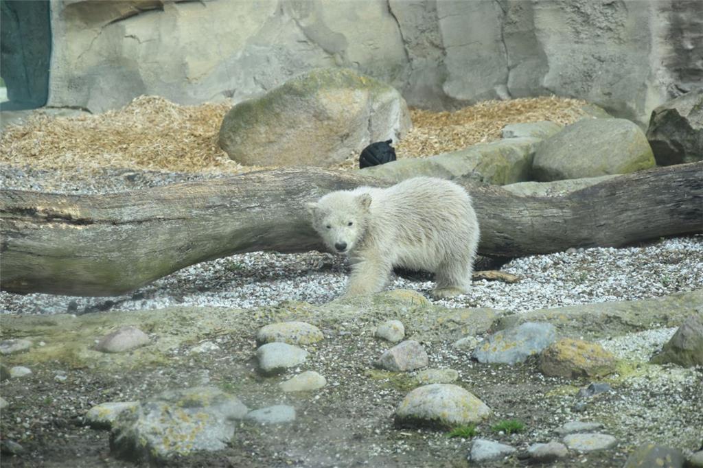 Klein und knuffig: Kaum höher als der Baumstamm. Bei ihren ersten Ausflügen stap...