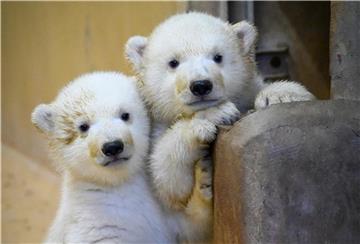 Klein und knuffig waren Anna und Elsa im März dieses Jahres. Mittlerweile sind aus den süßen Wollknäuls richtige Teenager geworden.