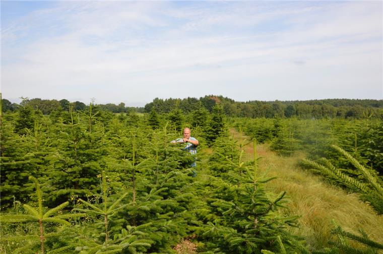 Kleinarbeit in der Weihnachtsbaum-Plantage in Hagen: Eigentümer Henning Schwartz hat auch im Sommer alle Hände voll zu tun.