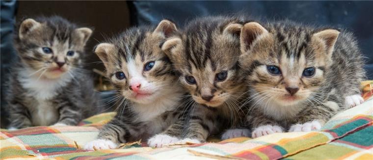 Kleine Katzen sind niedlich. Aber aus vielen kleinen Katzen werden viele große Katzen. Werden sie ausgesetzt, führen sie oft ein elendes Lebens. Deshalb setzt sich der Tiersuchdienst Wesermarsch für eine konsequente Kastration von Katzen ein.