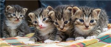 Kleine Katzen sind niedlich. Aber aus vielen kleinen Katzen werden viele große Katzen. Werden sie ausgesetzt, führen sie oft ein elendes Lebens. Deshalb setzt sich der Tiersuchdienst Wesermarsch für eine konsequente Kastration von Katzen ein.