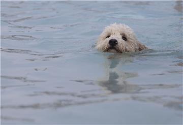 Kleiner Hund im großen Wasser.