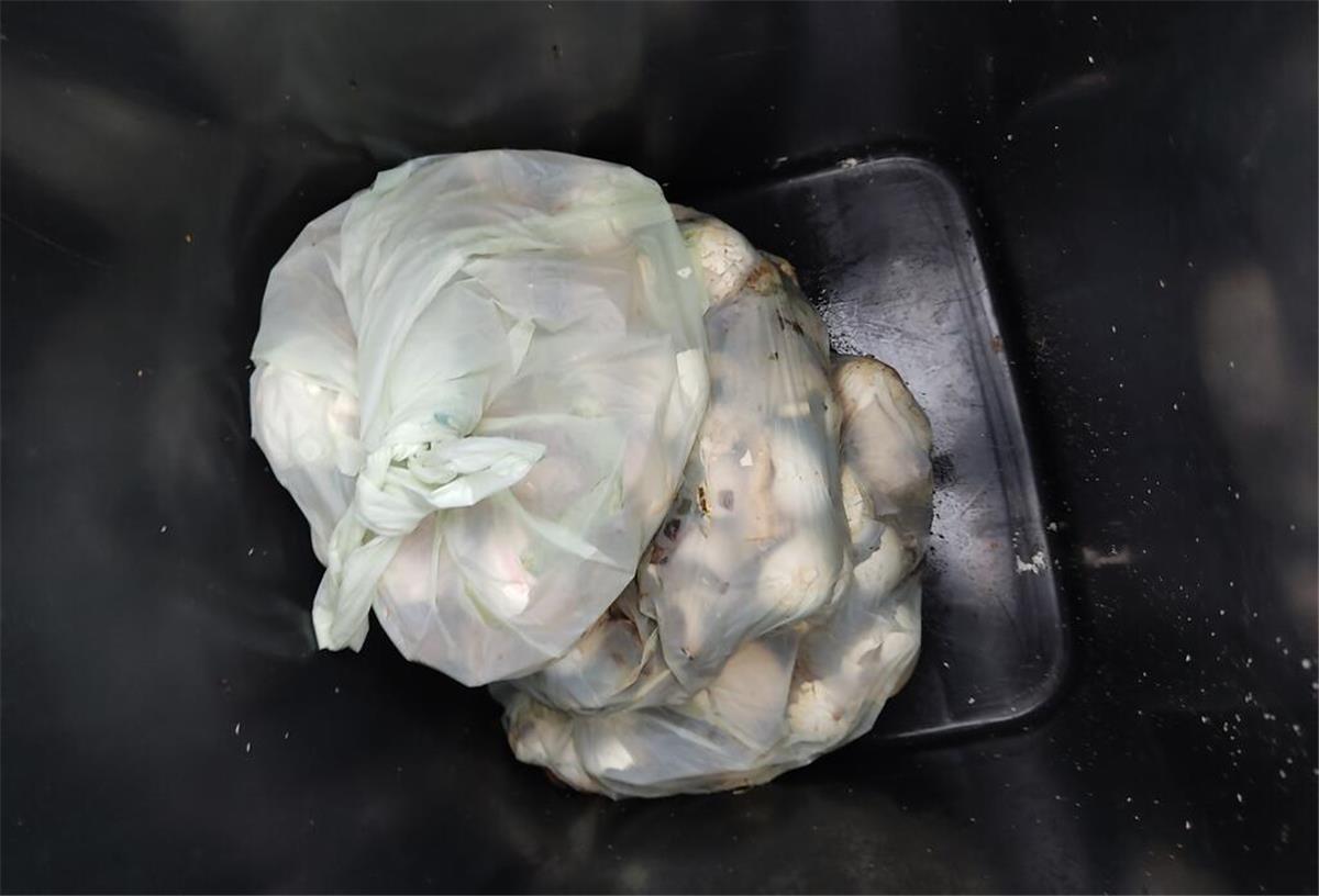 Strafen drohen für Abfall-Sünder: Dieser Inhalt sorgt in der Biotonne für Probleme Klingt komisch, ist aber so: Bioplastiktüten gehören nicht in die Biotonne.