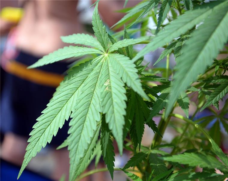 Nordenham: Polizei findet Cannabispflanzen bei Durchsuchung Knapp 30 Cannabispflanzen fanden die Polizeibeamten bei dem 37-Jährigen.