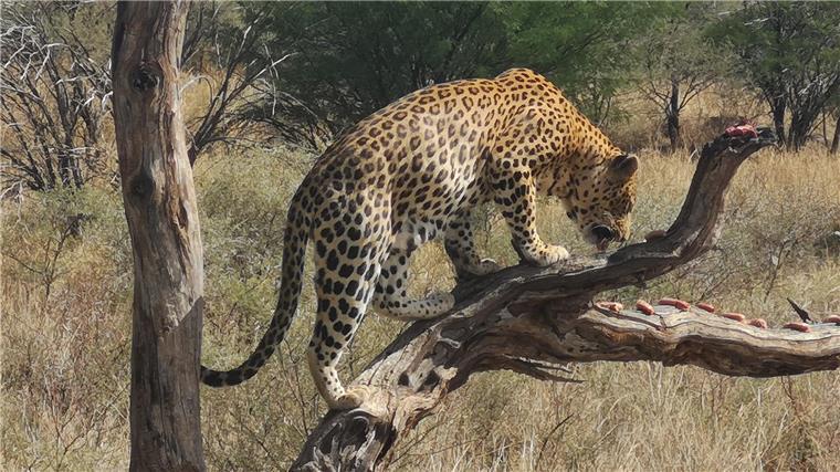 Wohnen im botanischen Garten: So genießen zwei Auswanderer in Namibia das Leben Köder haben diesen Leoparden angelockt. Michael Remmers bekam ihn bei einer Fotosafari vor die Linse.