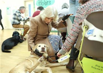 Frau in einem Tierheim Mehrere Hunde Streicheln