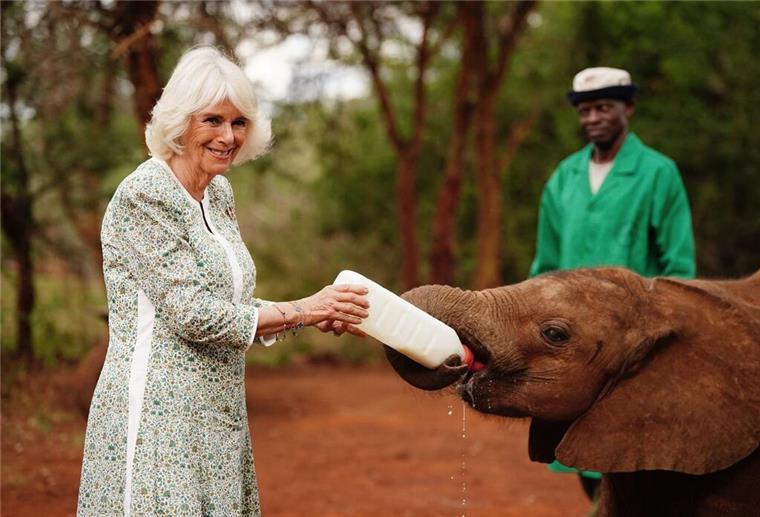 Königin Camilla (l) füttert ein Elefantenbaby beim Besuch im Nairobi-Nationalpark.