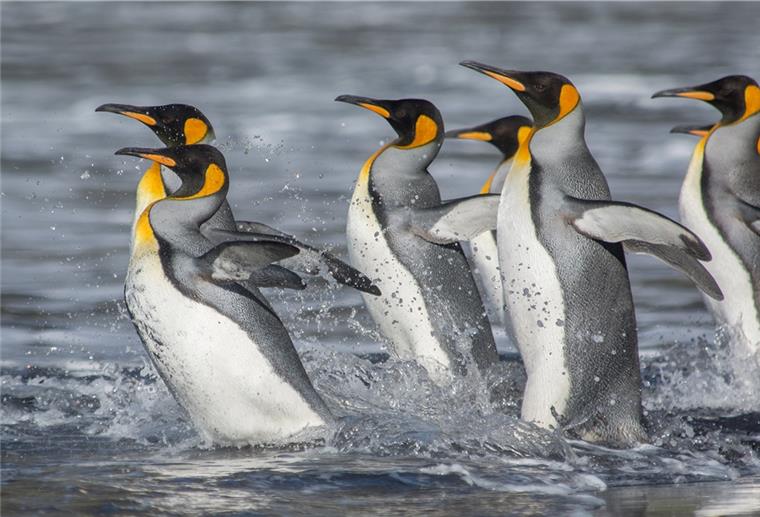 Die Antarktis könnte ergrünen Königspinguine am Rand der Antarktis - sie reagieren damit sensibel auf Umweltveränderungen.