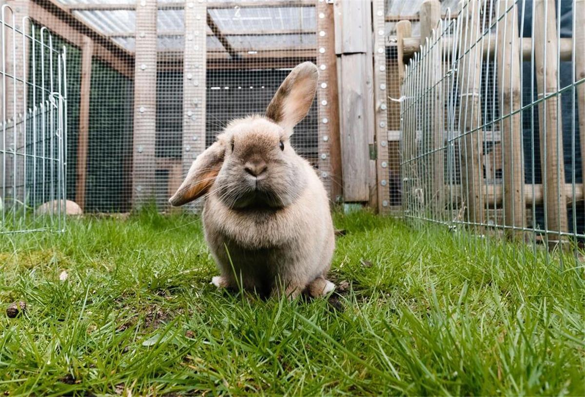 Ein Kaninchen sitzt auf dem Gras.