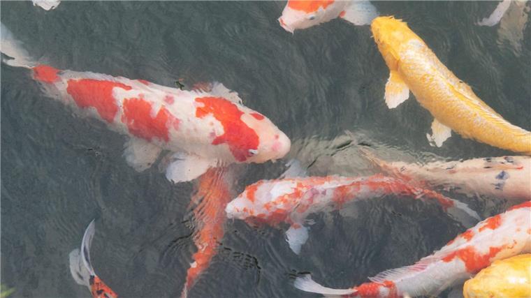 Koi-Karpfen aus Gartenteich bei Uelzen verschwunden Koi-Karpfen schwimmen in einem Gewässer in einem Park.