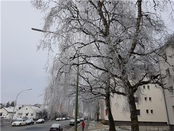 Komplett in weiß gehüllt sind diese Bäume in der Voßstraße. 
