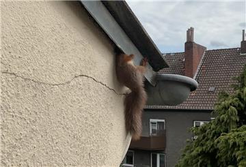 In Dortmund-Neuasseln wurde ein Eichhörnchen aus einer Fassadenfalle gerettet – ein tierischer Einsatz für die Feuerwehr.