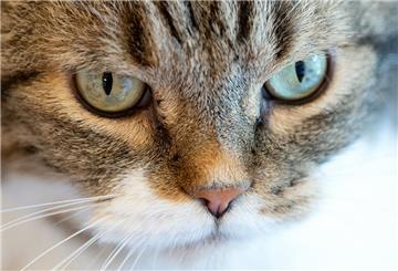 Krallenhieb mit tödlicher Folge! Gesundheitsrisiken durch Katzenkratzer