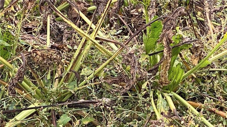 Kranke Zuckerrüben stehen auf einem Feld in Rheinhessen.
