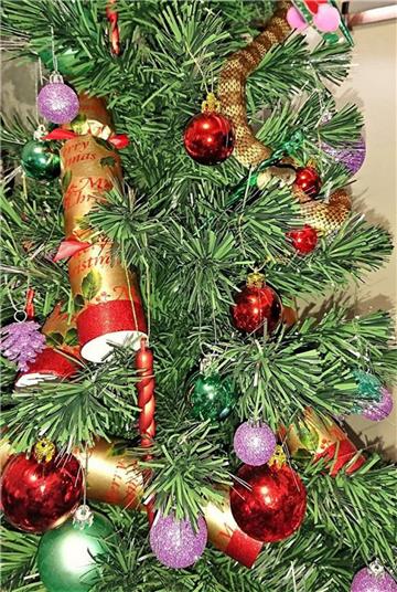 Krass: Eine Australierin hat in ihrem Weihnachtsbaum eine giftige Schlange gefunden. 