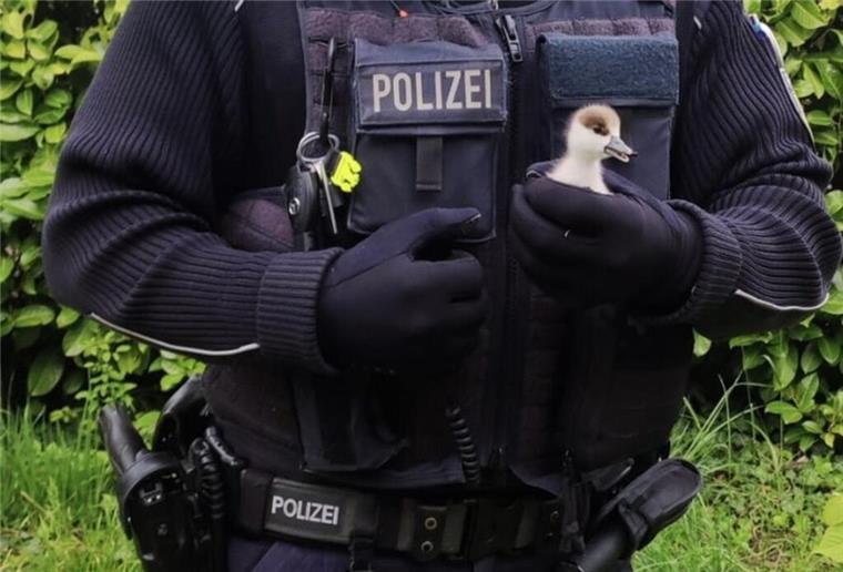 Küken gerettet