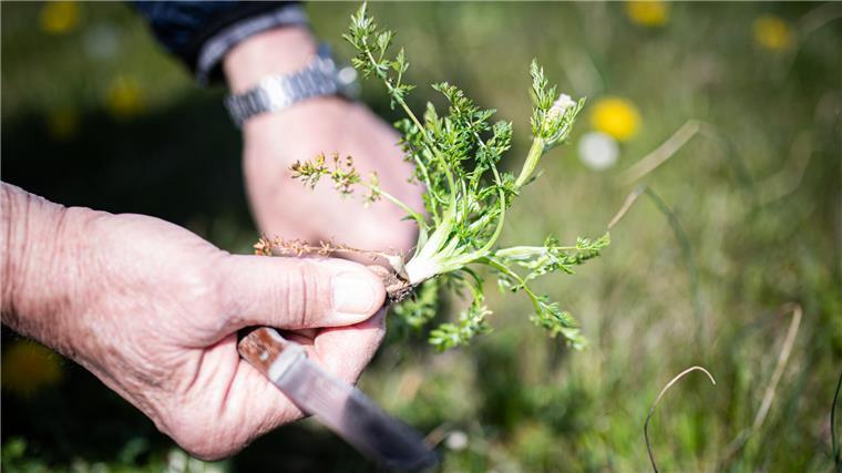 Kümmelkohl Wurster Nordseeküste