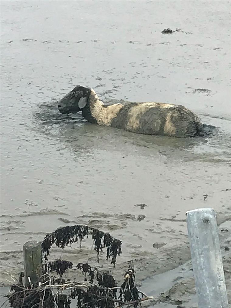 Kurioser Rettungseinsatz: Ein Schaf steckte in Ostfriesland im Watt fest.