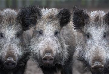 Drei Wildschweine schauen in die Kamera.