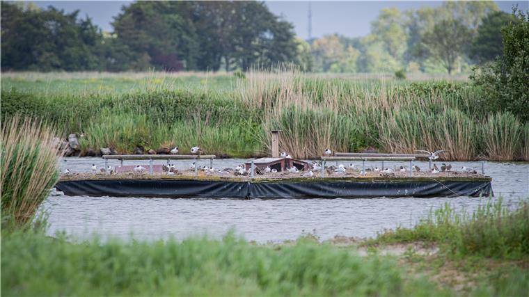 Droht in Bremerhaven ein folgenschweres Tiersterben durch Vogelgrippe?