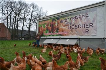 Längst haben die 250 Hühner ihre Scheu abgelegt und freuen sich über jeden Besuch von Christiane Döscher.
